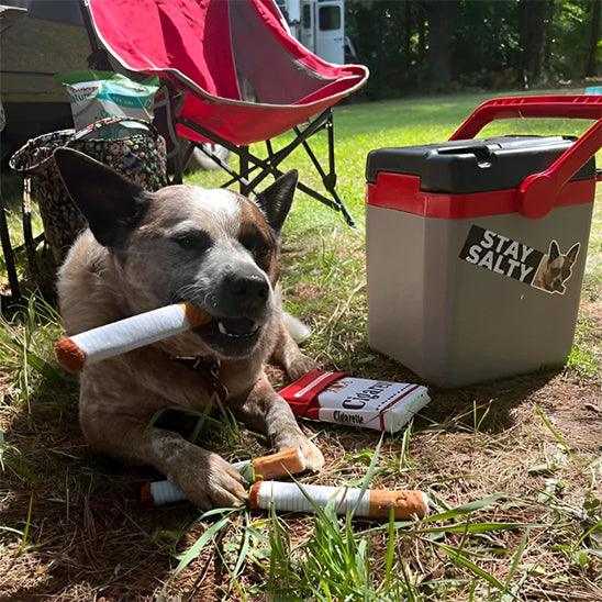 PetSafe™ - Indestructible Dog Toys Built for Power Chewers Who Never Quit - My Pet's Palace