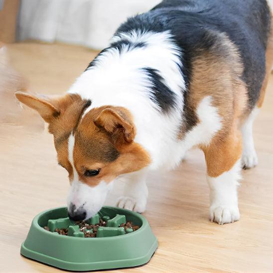 Slow Feeder Dog Bowl™ – The Ultimate Solution for Healthier, Slower Mealtimes. - My Pet's Palace