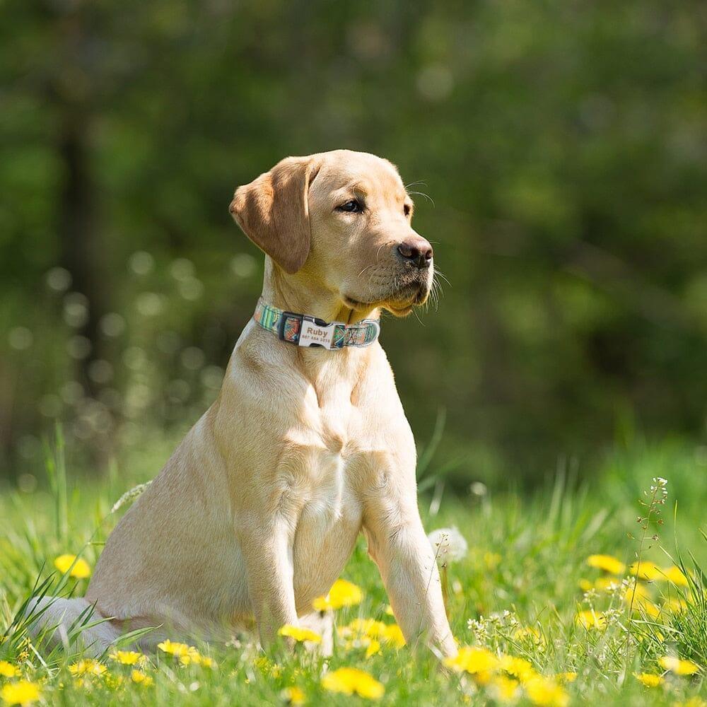 AdjustableDogCollar™ - My Pet's Palace