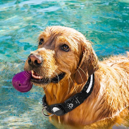 Petsafe™ Apple AirTag LED Dog Collar – Waterproof, Rechargeable & Secure - My Pet's Palace