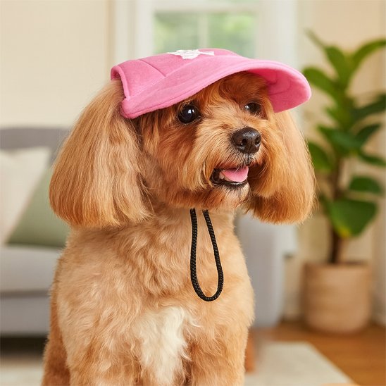 dog-cap-pink-on-labrador-png