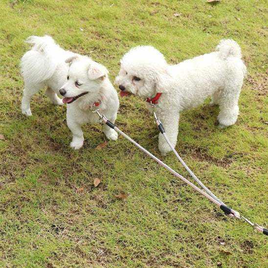 PetSmart™ Dog Leashes for Dogs – Tangle-Free Double-Head Leash for Two Dogs - My Pet's Palace