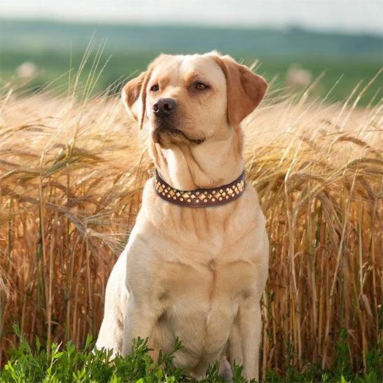 PalacePaws™ Premium Leather Dog Collars – Royal-Grade Durability Meets Timeless Style - My Pet's Palace
