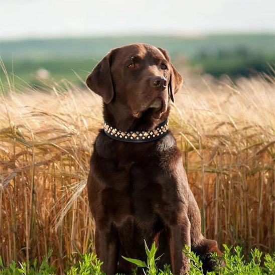 PalacePaws™ Premium Leather Dog Collars – Royal-Grade Durability Meets Timeless Style - My Pet's Palace