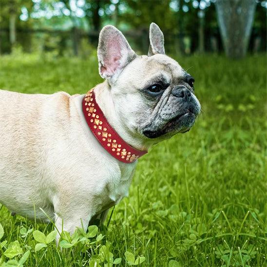 PalacePaws™ Premium Leather Dog Collars – Royal-Grade Durability Meets Timeless Style - My Pet's Palace