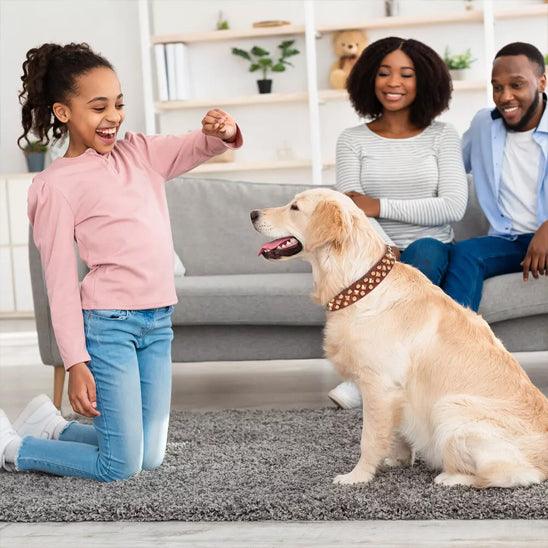 PalacePaws™ Premium Leather Dog Collars – Royal-Grade Durability Meets Timeless Style - My Pet's Palace