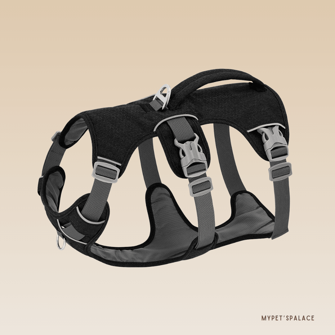 PetSafe® No-Pull Dog Harness – Ultimate Control & Comfort for Your Dog - My Pet's Palace