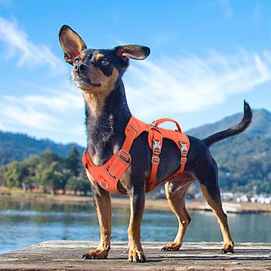 PetSafe® No-Pull Dog Harness – Ultimate Control & Comfort for Your Dog - My Pet's Palace