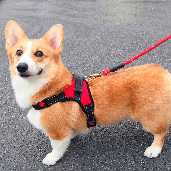 Petsafe™ No-Pull Reflective Dog Harness – Enjoy Every Walk, Hassle-Free - My Pet's Palace