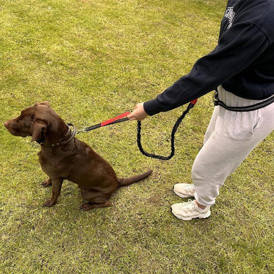 petsafe-hands-free-running-leash-small-breeds-uk