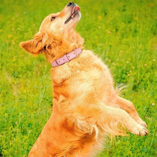 PetSafe™ Soft Padded Leather Dog Collar – Adjustable & Stylish - My Pet's Palace