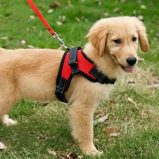 Petsafe™ No-Pull Reflective Dog Harness – Enjoy Every Walk, Hassle-Free - My Pet's Palace