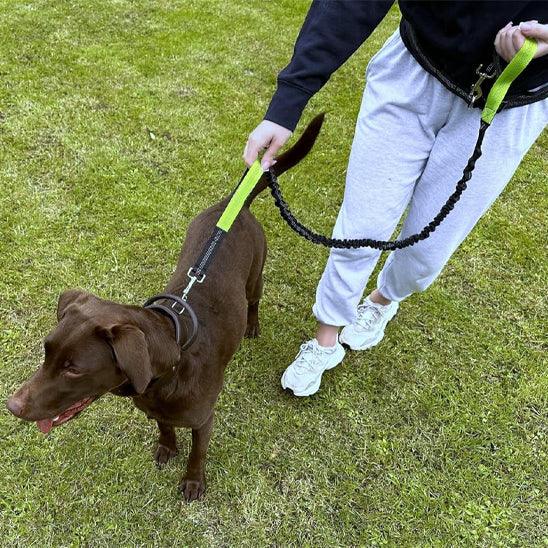 petsafe-reflective-hands-free-leash-safety-evening-uk