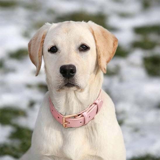 PetSafe™ Soft Padded Leather Dog Collar – Adjustable & Stylish - My Pet's Palace