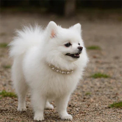 PetSafe™ Luxury Dog Pearl Collar - Adjustable Rhinestone Bling for dogs
