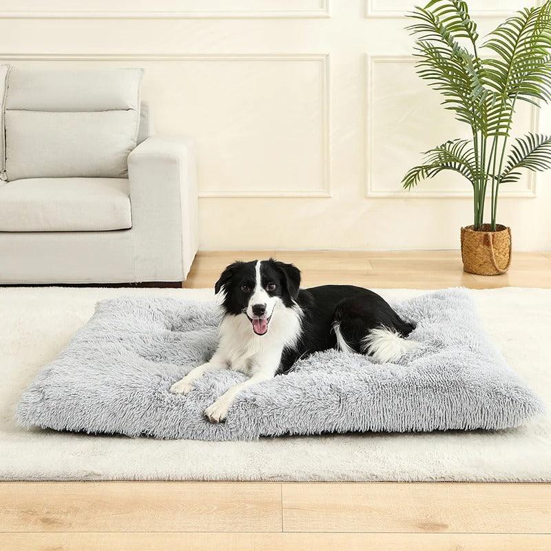 PetSafe™ Soft Dog Bed House – A Warm, Cozy Sanctuary Your Dog Deserves - My Pet's Palace