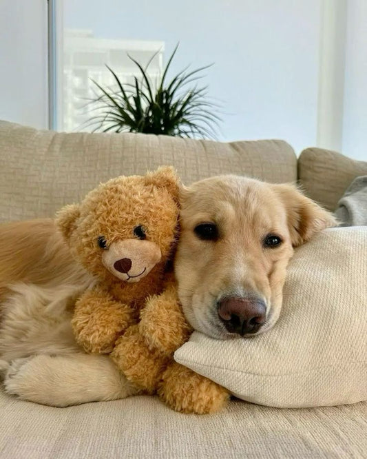 dog-toys
