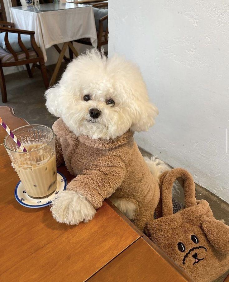 Why Elevated Dog Bowls Are a Must-Have for Dogs in 2026