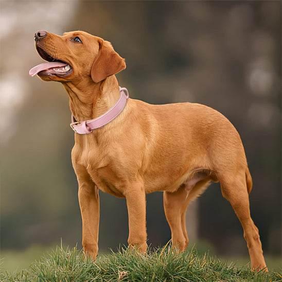 PetSafe™ Soft Padded Leather Dog Collar – Adjustable & Stylish - My Pet's Palace