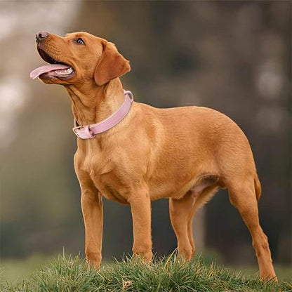 PetSafe™ Soft Padded Leather Dog Collar – Adjustable & Stylish - My Pet's Palace