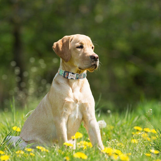 AdjustableDogCollar™ - My Pet's Palace