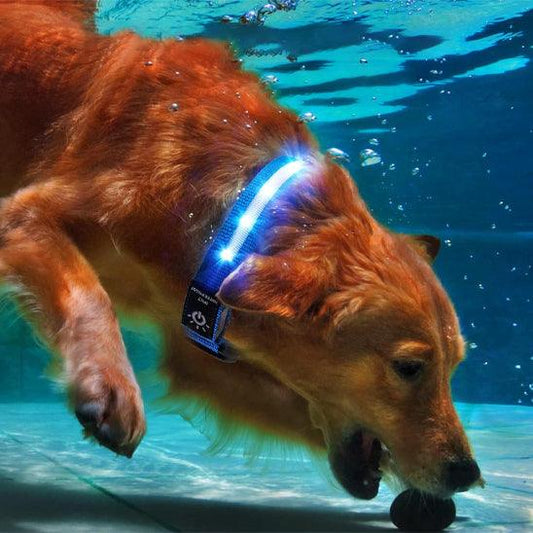 Petsafe™ Apple AirTag LED Dog Collar – Waterproof, Rechargeable & Secure - My Pet's Palace