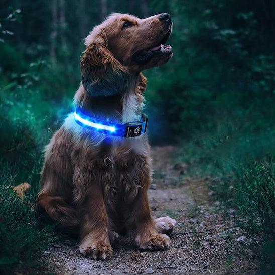 Petsafe™ Apple AirTag LED Dog Collar – Waterproof, Rechargeable & Secure - My Pet's Palace