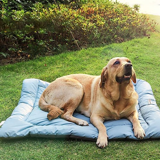 PetSafe™ Portable Dog Camping Bed – Comfort Anywhere, Anytime - My Pet's Palace
