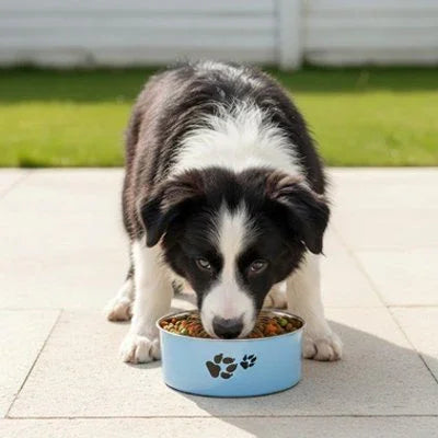 Gamelle Chien