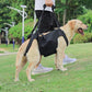 PetSafe™ Pet Carrier Bag for Dogs – Ultimate Comfort & Support for Your Dog’s Adventures - My Pet's Palace