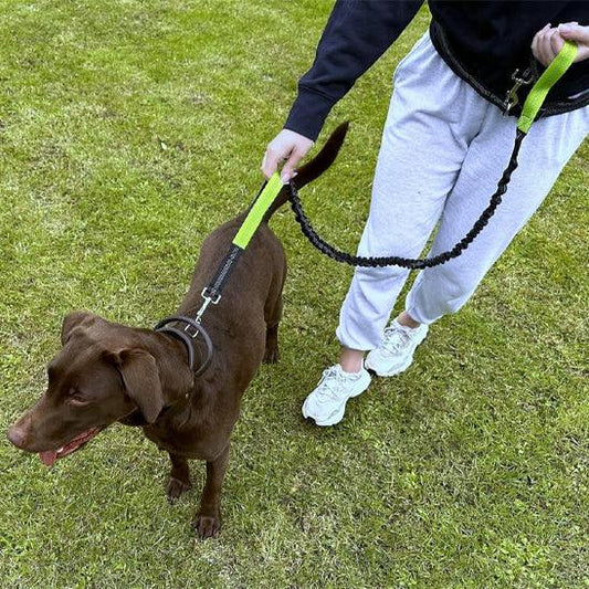 petsafe-reflective-hands-free-leash-safety-evening-uk