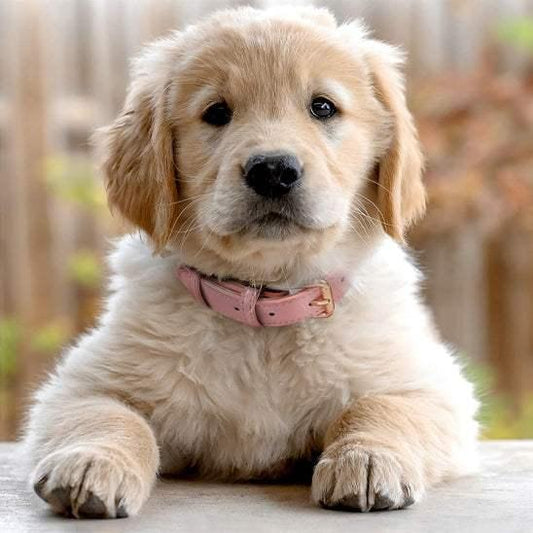 PetSafe™ Soft Padded Leather Dog Collar – Adjustable & Stylish - My Pet's Palace