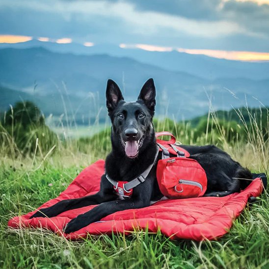 PetSafe™ Portable Dog Camping Bed – Comfort Anywhere, Anytime - My Pet's Palace